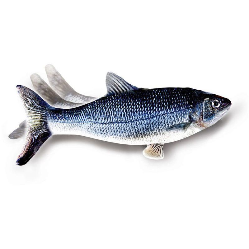 TV NOVEDADES - Juguete para gatos - flippity fish