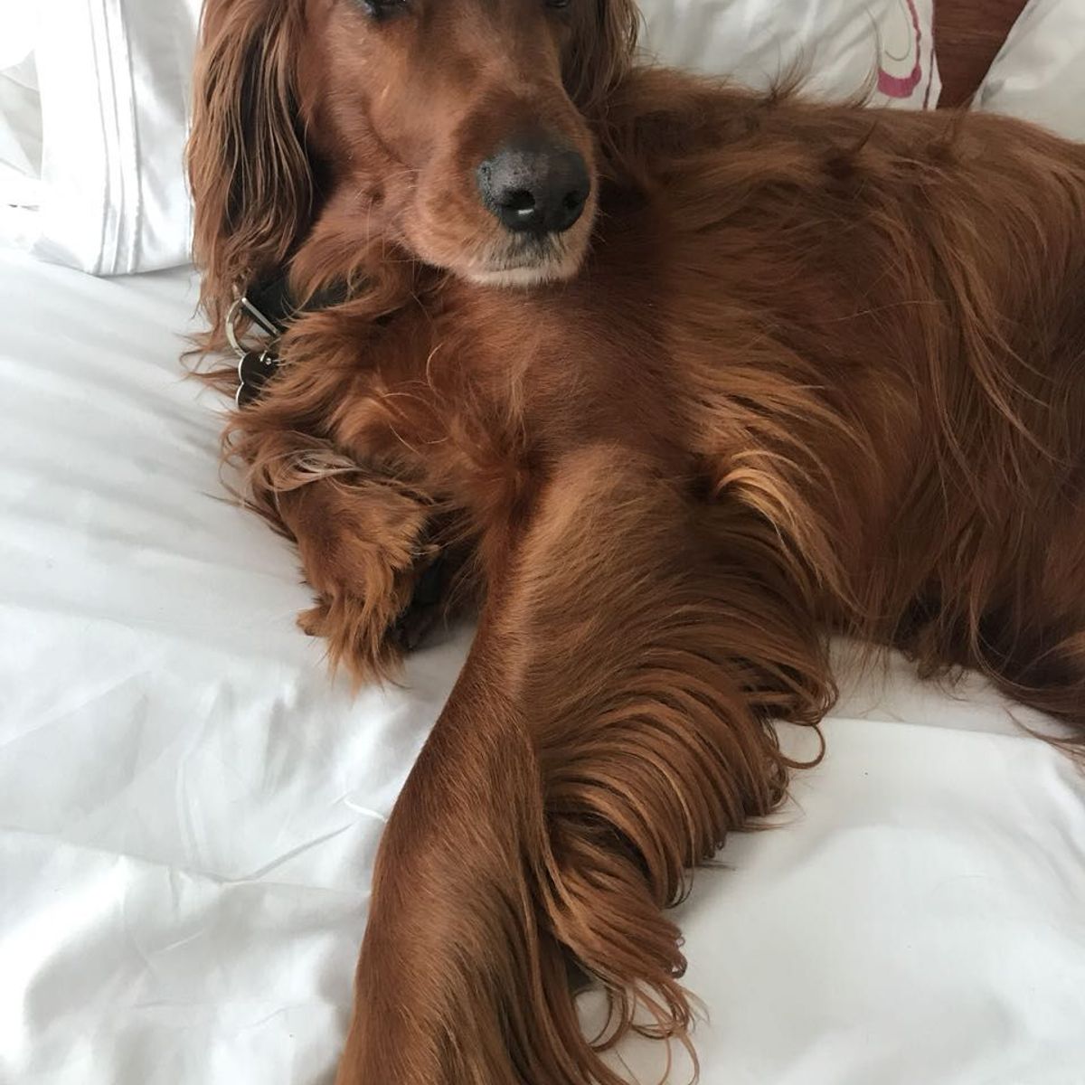 BEDLIFE - Juego De Sábanas Sencillo Blanca 1.800 Hilos Bedlife