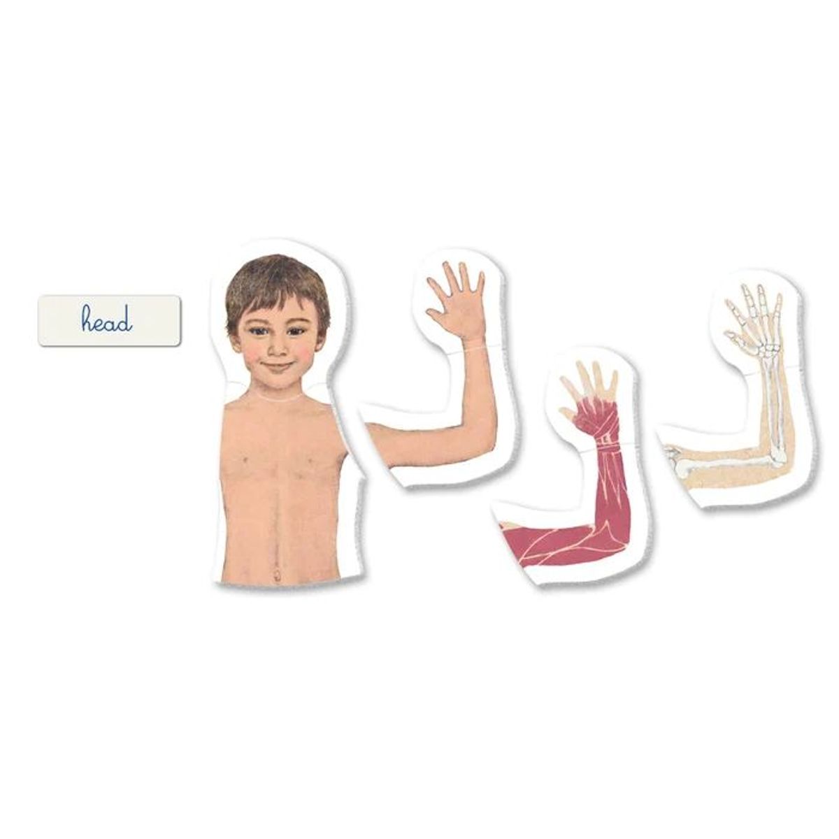 CLEMENTONI - Juego Didáctico Montessori Aprendiendo El Cuerpo Humano Niño