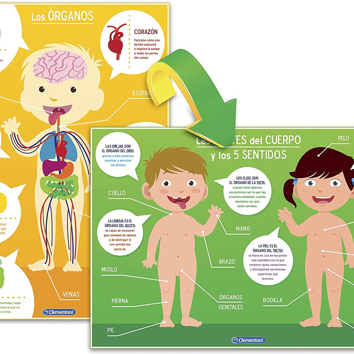 CLEMENTONI - Rompecabezas Niños El Cuerpo Humano 8 En 1 Modelo Anatómico