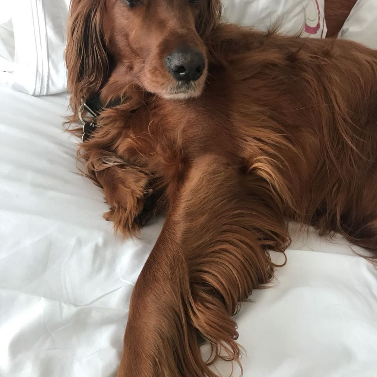 BEDLIFE - Juego De Sábanas King Blanca 1.800 Hilos Bedlife