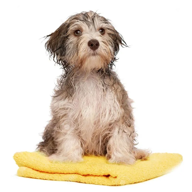P&R APRECIOSDEREMATE - Toalla de Microfibra ultra absorbente para Baño de Mascotas