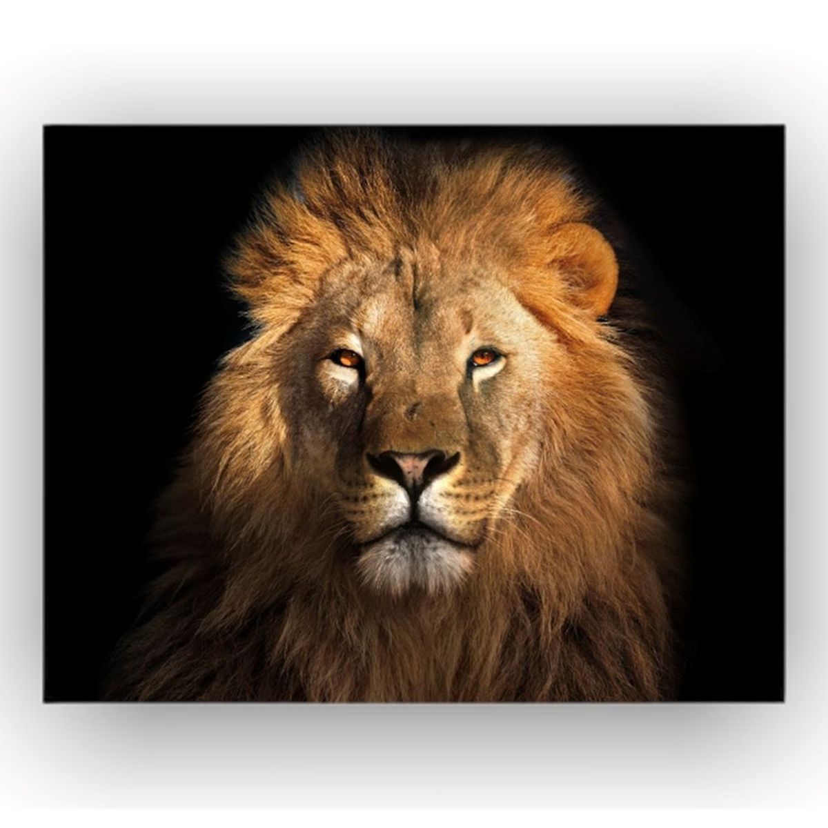 EKONOMODO COLOMBIA - Cuadro Cara Leon 120X905