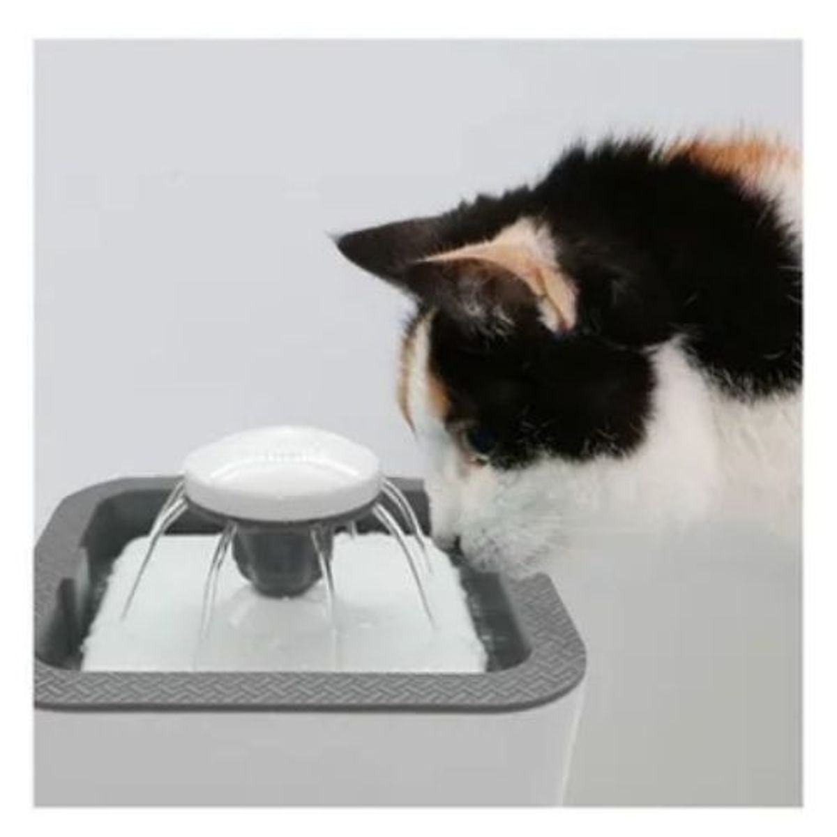 GENERICO - Fuente de agua para mascotas.