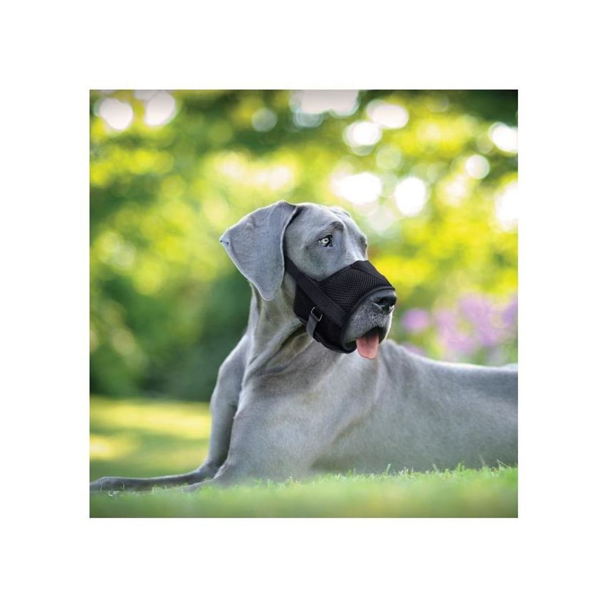 COASTAL - Bozal Perro Coastal Comfort Ajustable Beber Agua Talla Xl