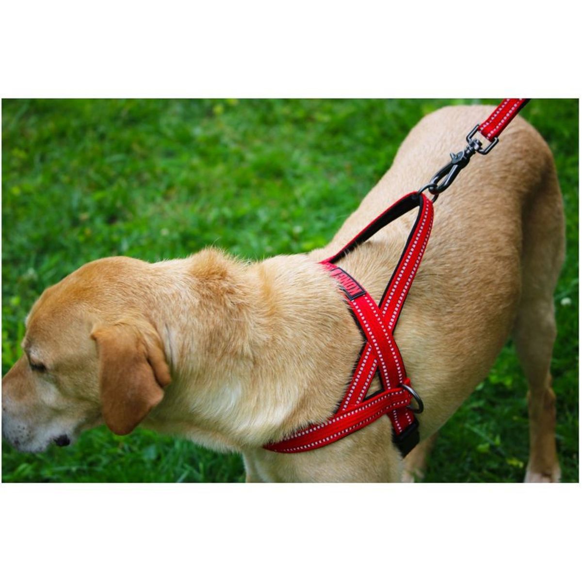 KONG COMPANY - Arnés Perro Kong Norwegian Nylon Neopreno Large Negro