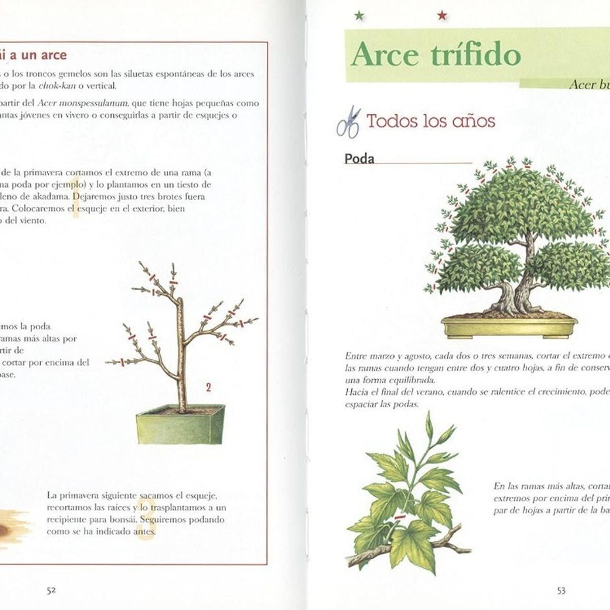 SUSAETA - El Abc Del Bonsái Paso A Paso