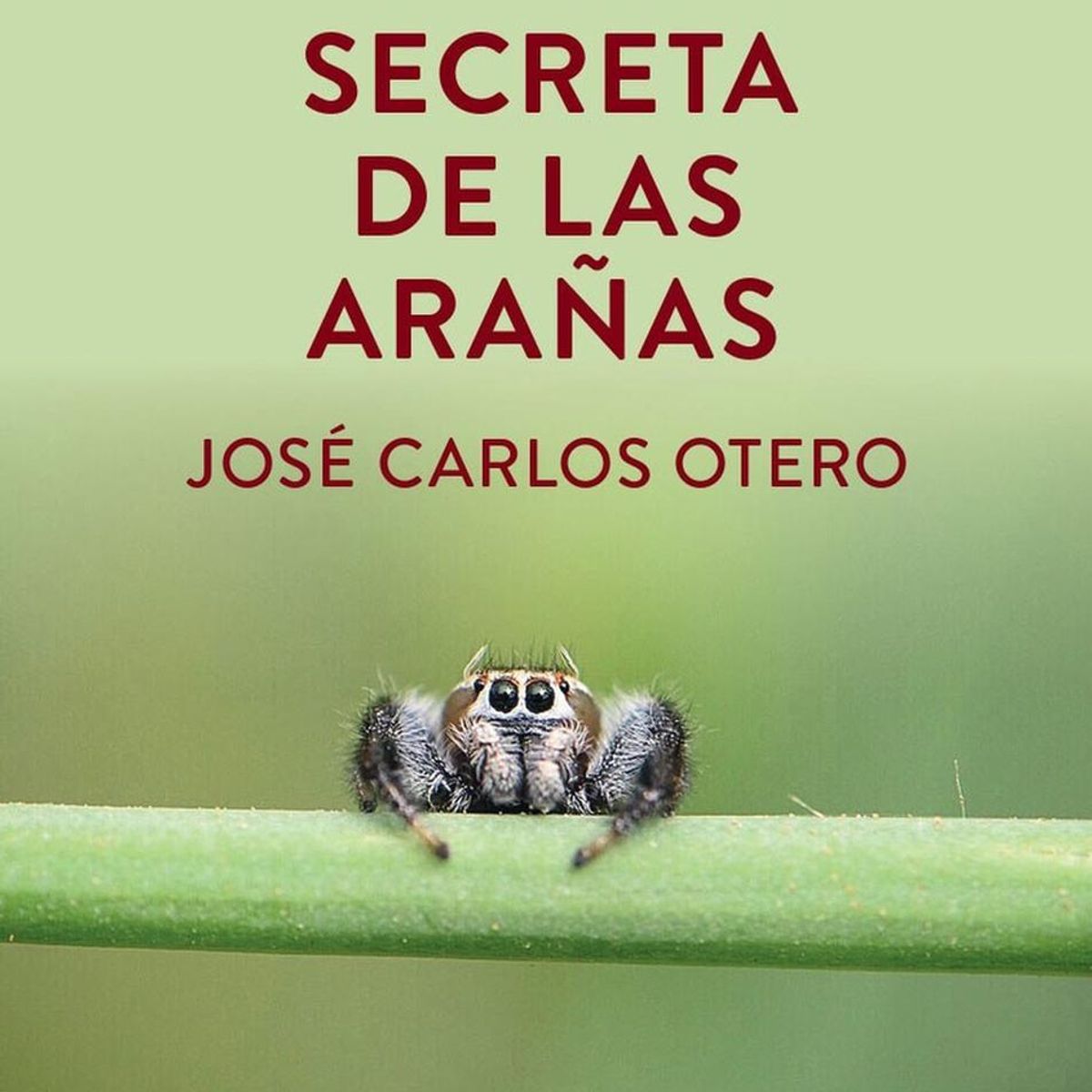 PLATAFORMA - La Vida Secreta De Las Arañas