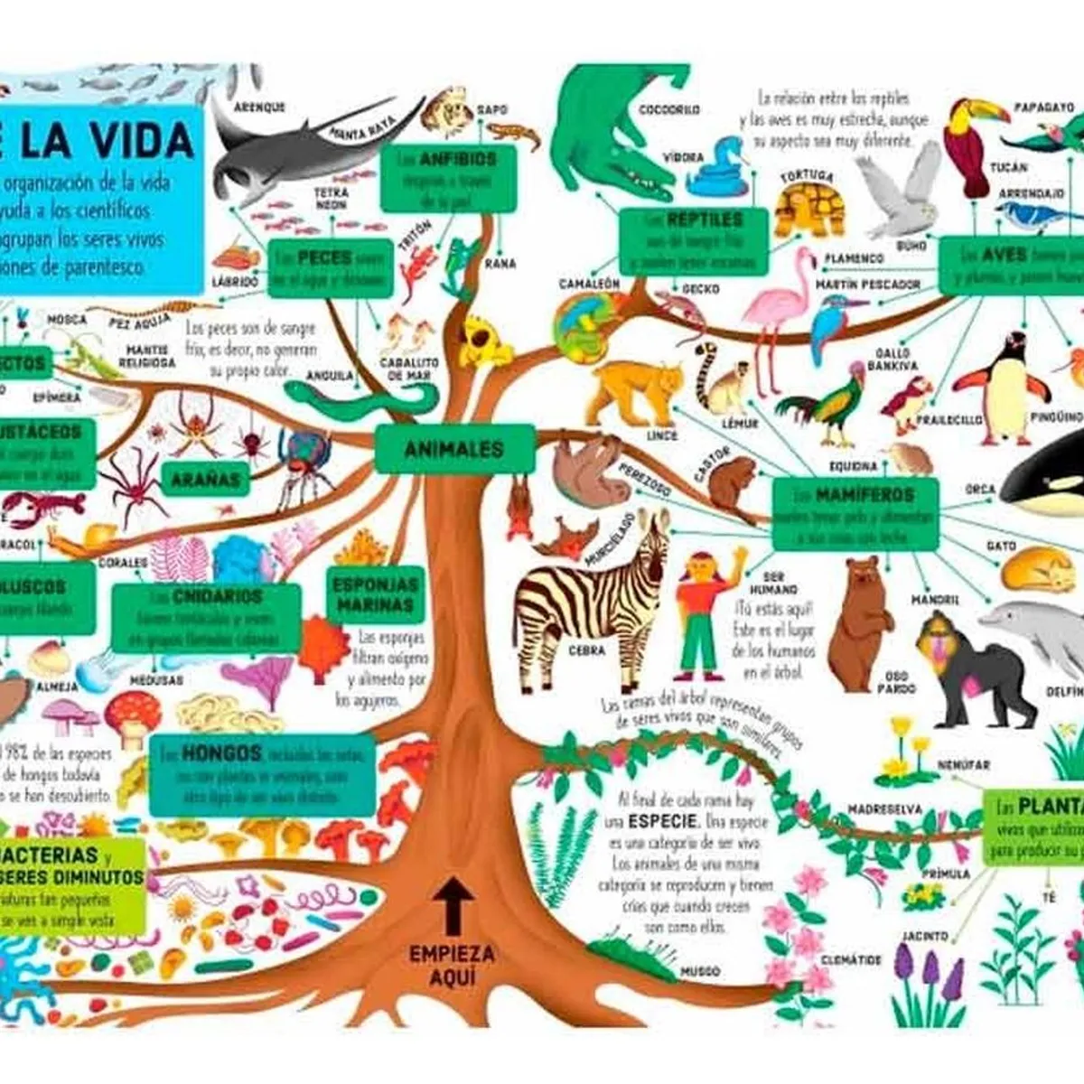 USBORNE - El Árbol De La Vida. Libro Y Puzle. Alice James