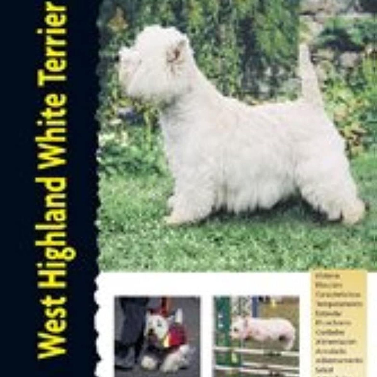 GENERICO - West Highland White Terrier. Excellence