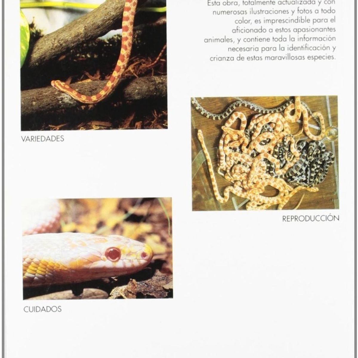 GENERICO - Manuales Del Terrario. Serpientes Del Maizal Y Otras Rateras