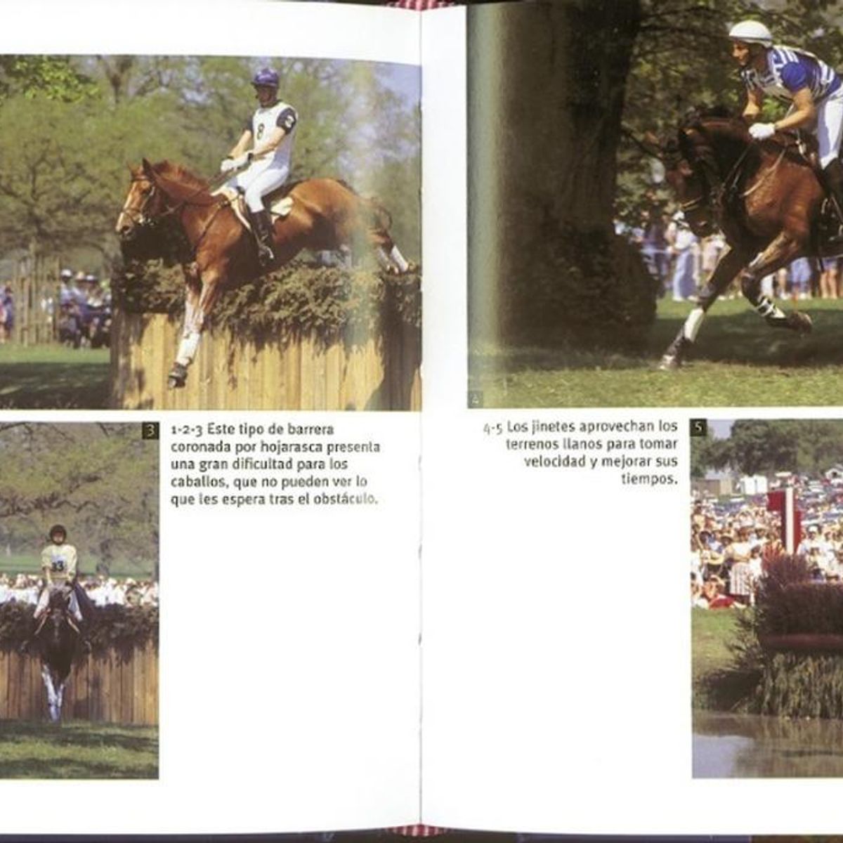 SUSAETA - Caballos (1001 Fotos)