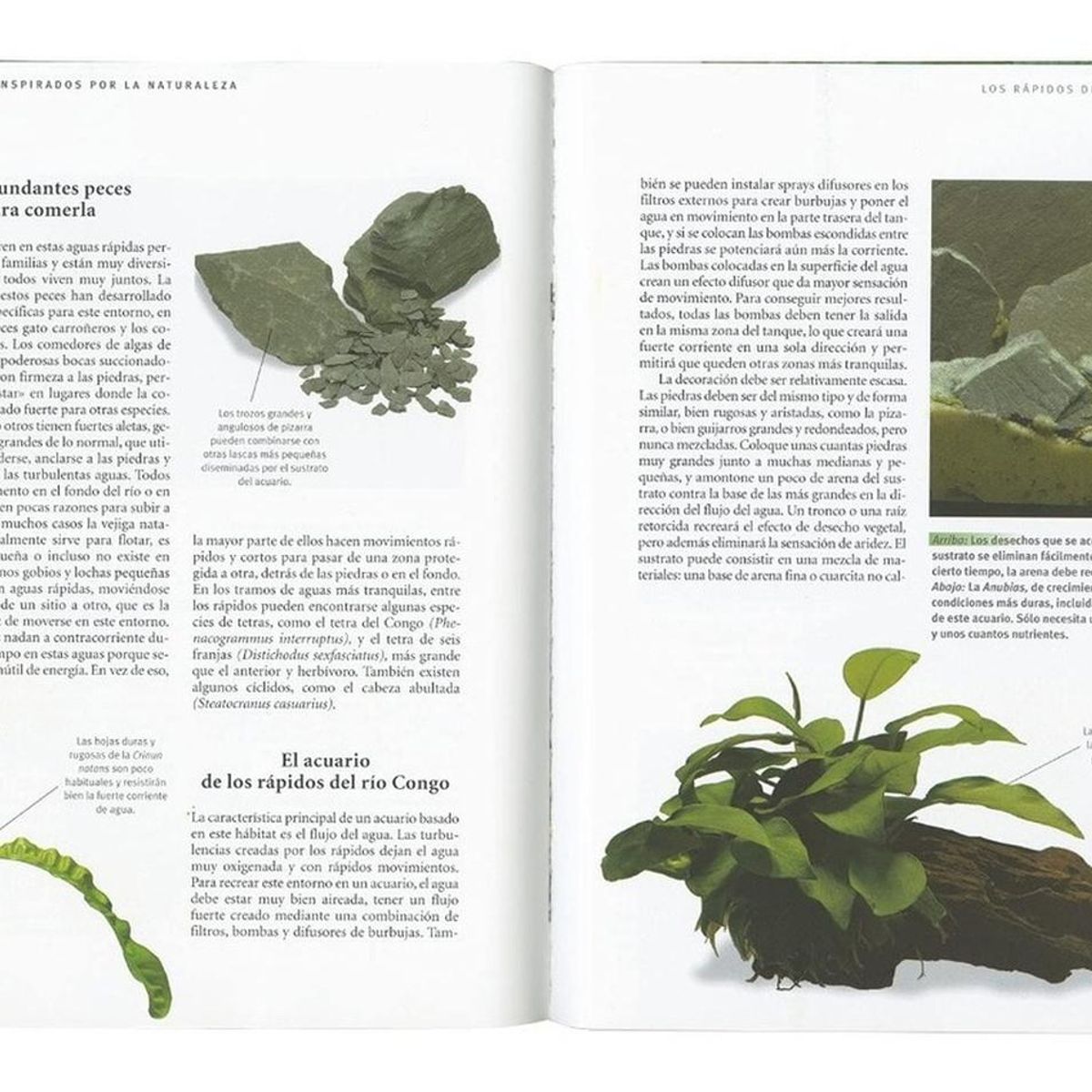 SUSAETA - Acuarios Inspirados Por La Naturaleza. Gran Guía Animal