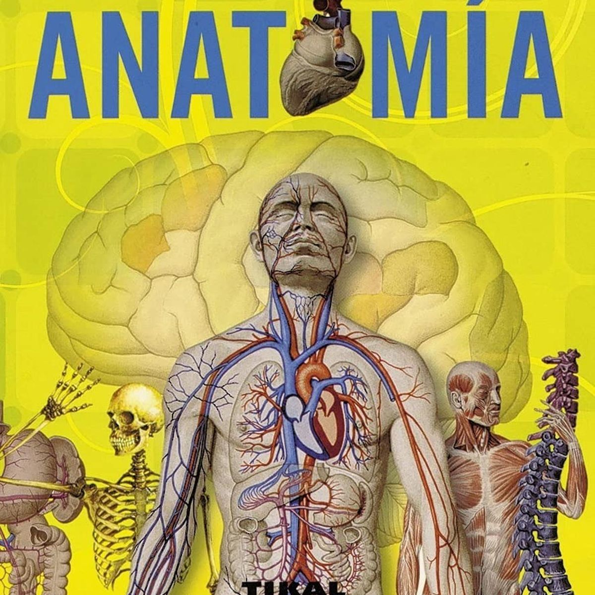 SUSAETA - Anatomía. Enciclopedia Universal