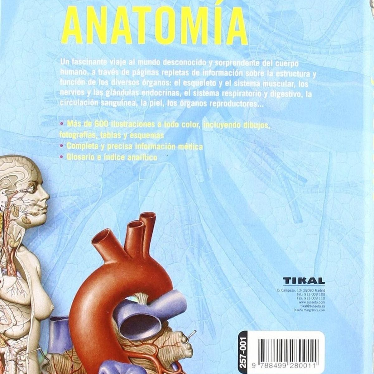 SUSAETA - Anatomía. Enciclopedia Universal