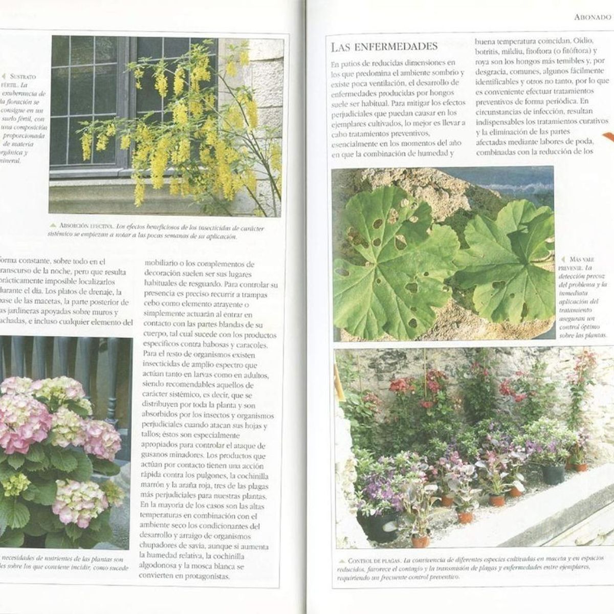 SUSAETA - Plantas Para Patios. Plantas De Jardín