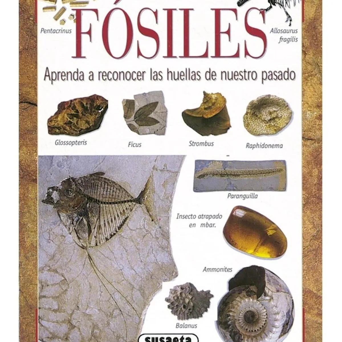 SUSAETA - Fósiles. Pequeñas Joyas