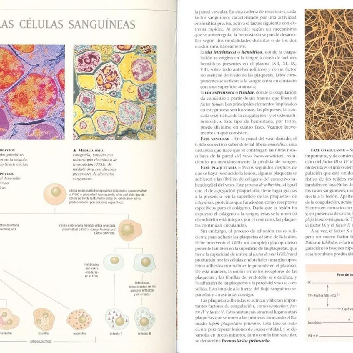 SUSAETA - Atlas Ilustrado Fisiología Humana (t.d)