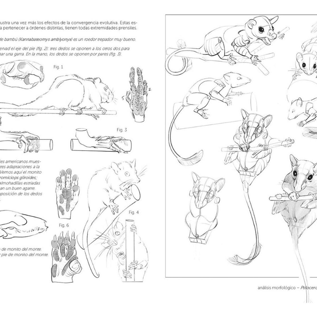 GUSTAVO GILI - Anatomía Artística 9. Mamíferos: Morfología Comparada