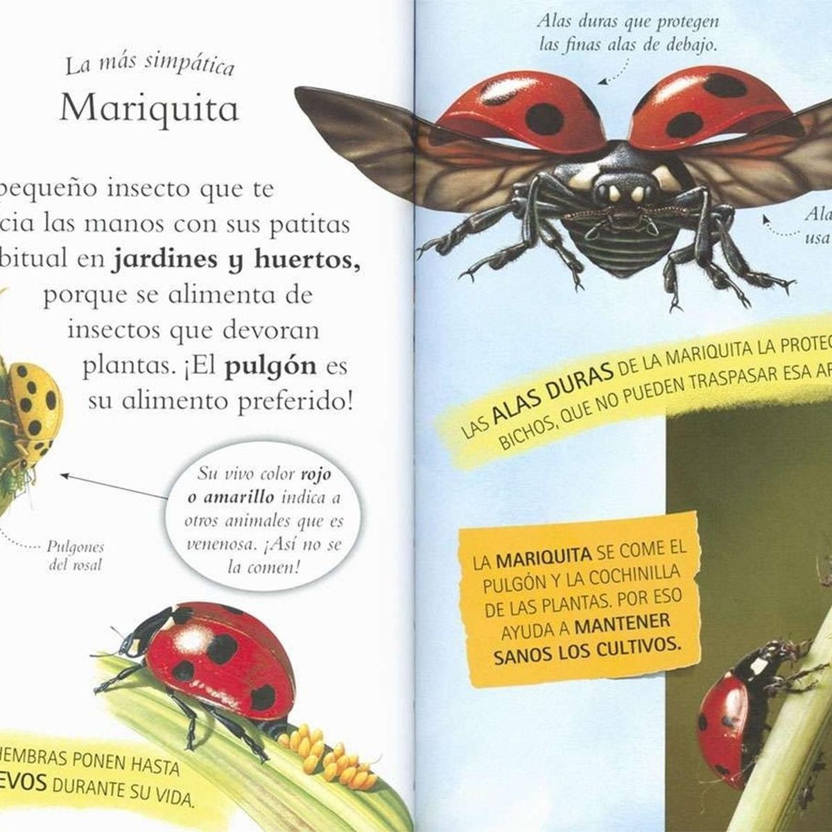 SUSAETA - Descubre Los Insectos (t.d) Nivel 2