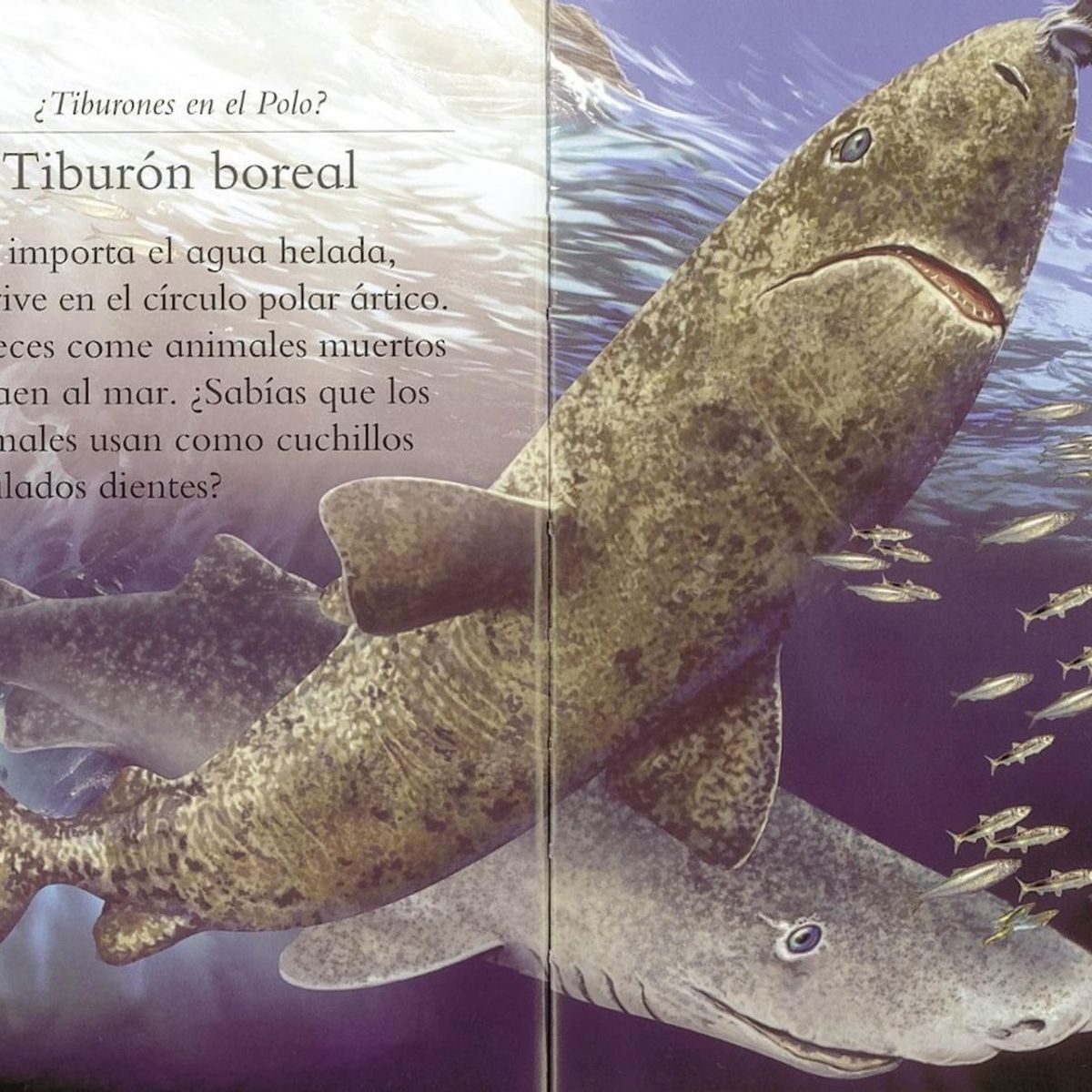SUSAETA - El Mundo De Los Tiburones (t.d) Nivel 2