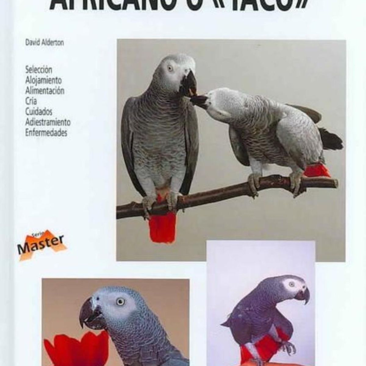 GENERICO - El Loro Gris Africano O Yaco