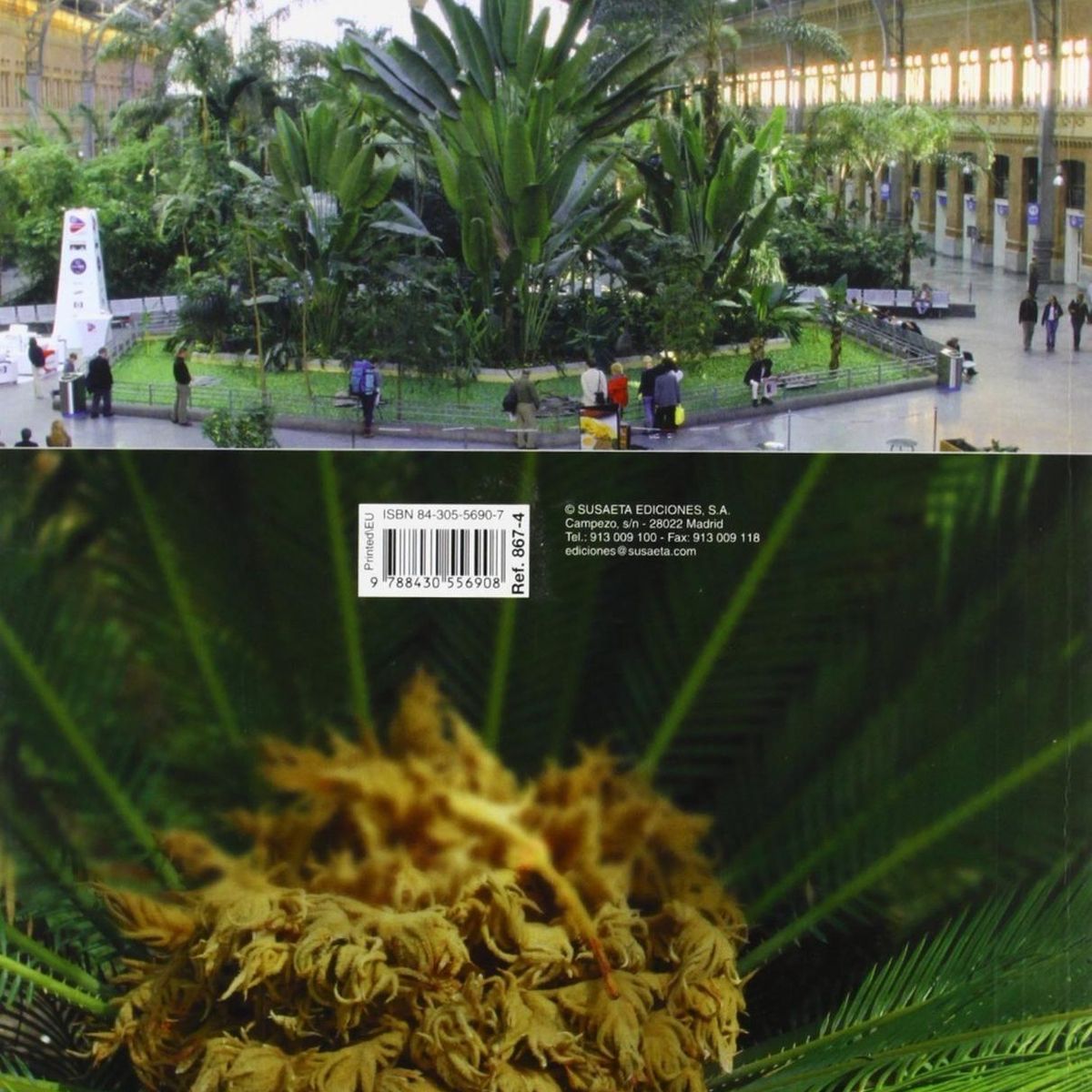 SUSAETA - Palmeras. Plantas De Jardín