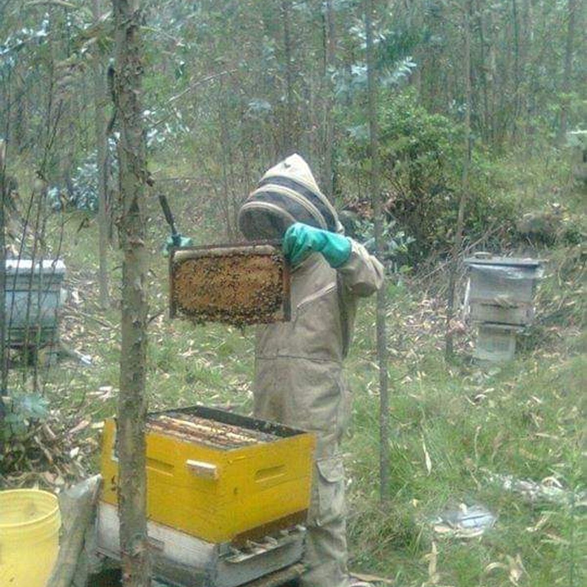 GENERICO - Polen de abejas puro natural excelente x 1000g