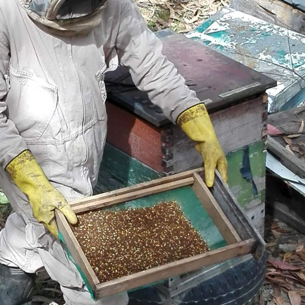 GENERICO - Polen de abejas puro natural excelente x 500g