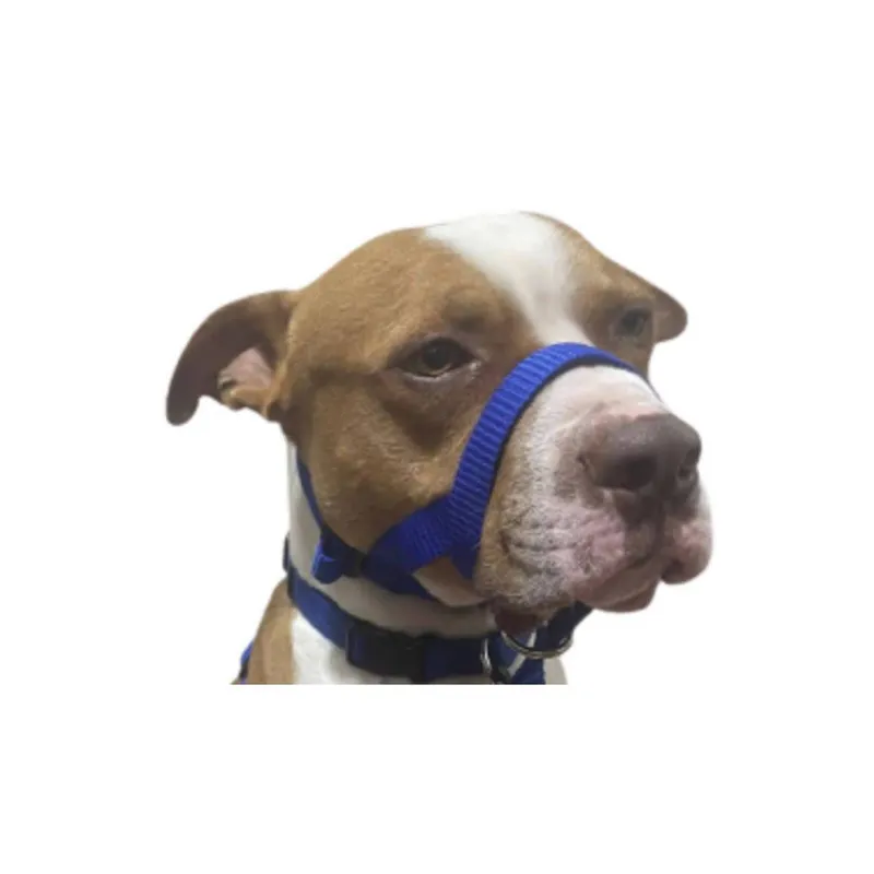 GENERICO - Collar Halti Anti Tirones  Adiestramiento Talla (L) Azul