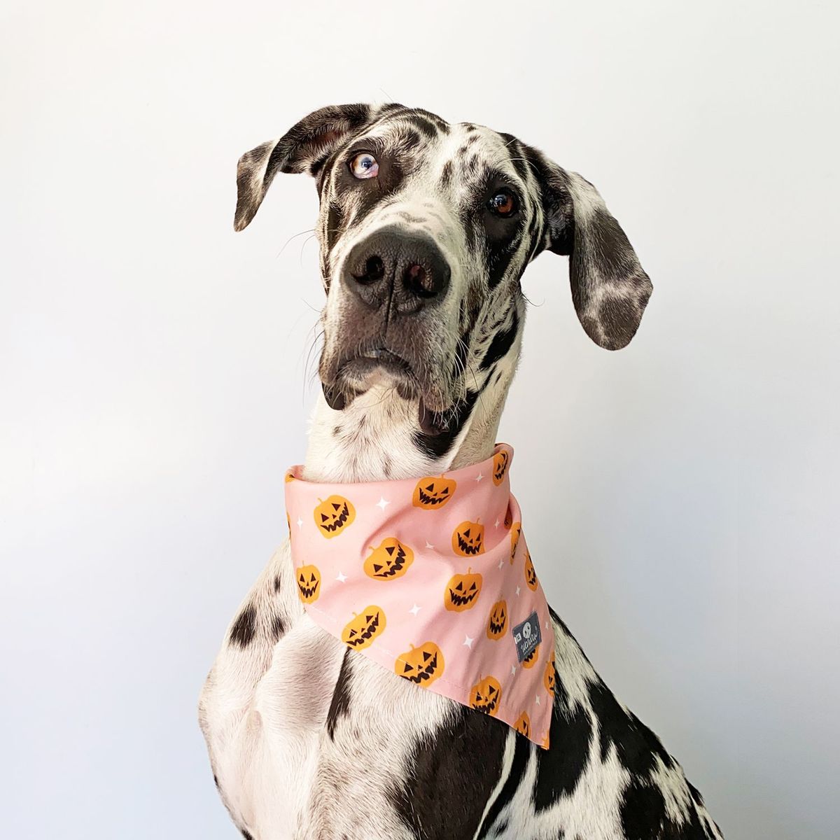 WAWAW - Pañoleta para perro talla S rosa calabazas Halloween Wawaw