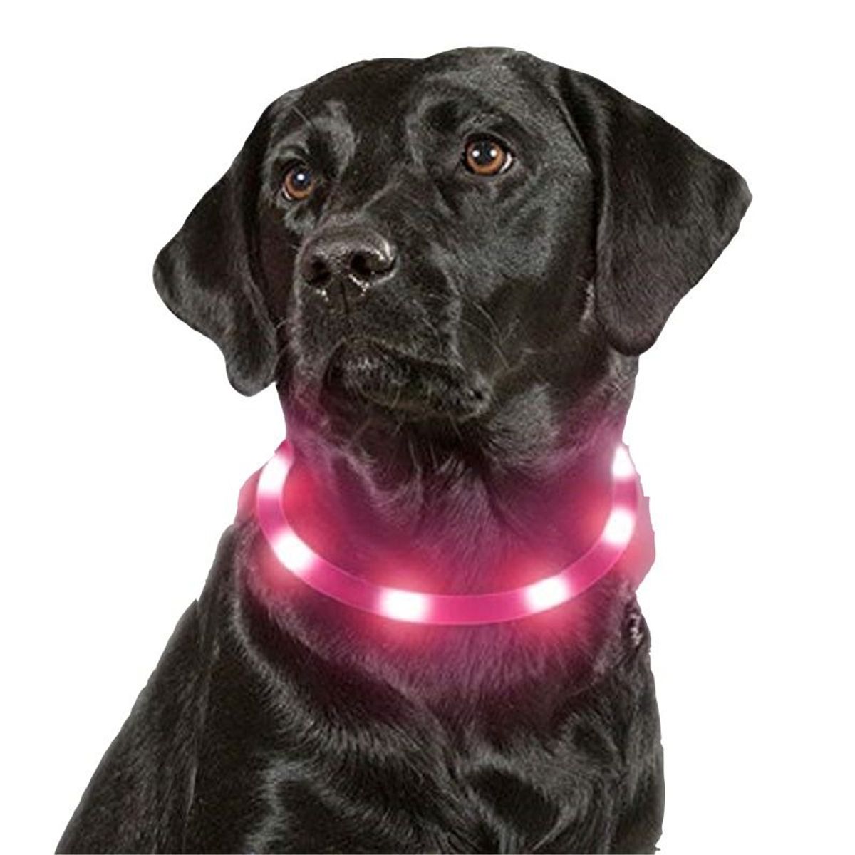 GENERICO - Collar LuzLed Reflectivo Perro Gato Mascotas 3 EfectosPro XS