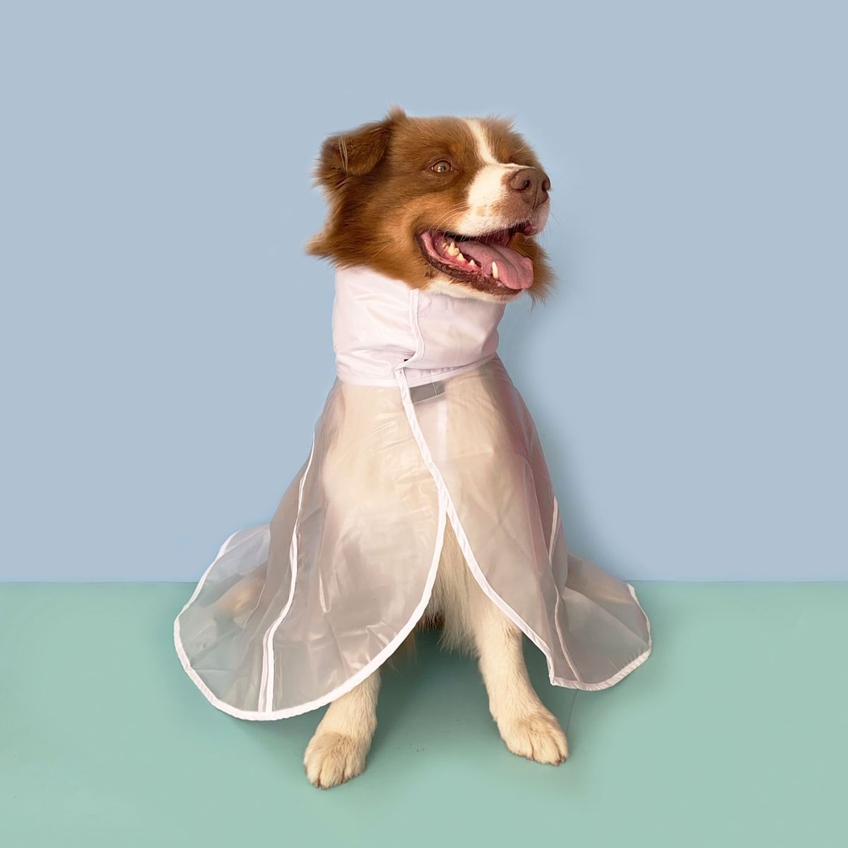 WAWAW - Capa impermeable  para perro  talla 3XL transparente cuello alto sesgo blanco 2 Wawaw