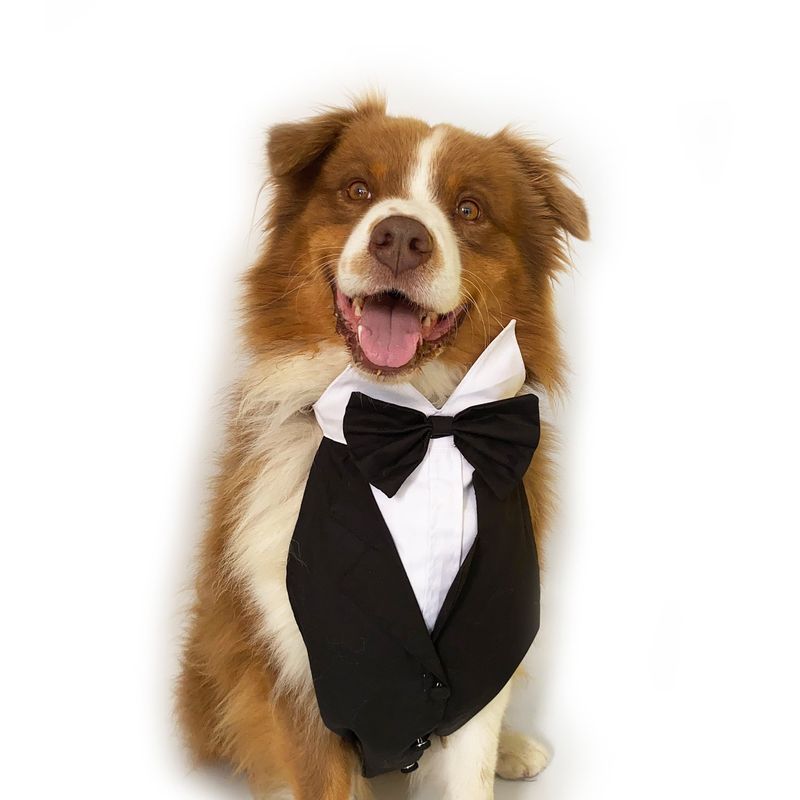 WAWAW - Esmoquin para perro  talla 4XL babero negro corbatín negro Navidad Wawaw