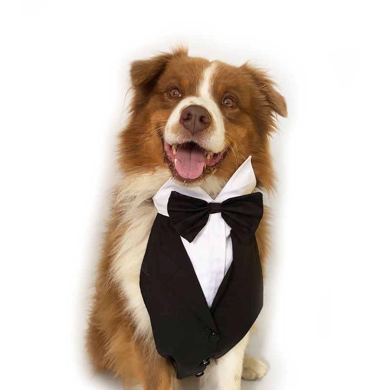 WAWAW - Esmoquin para perro  talla M babero negro corbatín negro Navidad Wawaw