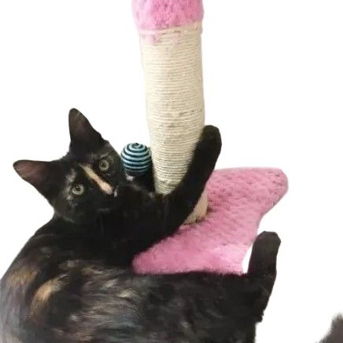 MAOS - GIMNASIO ARBOL RASCADOR PARA GATO