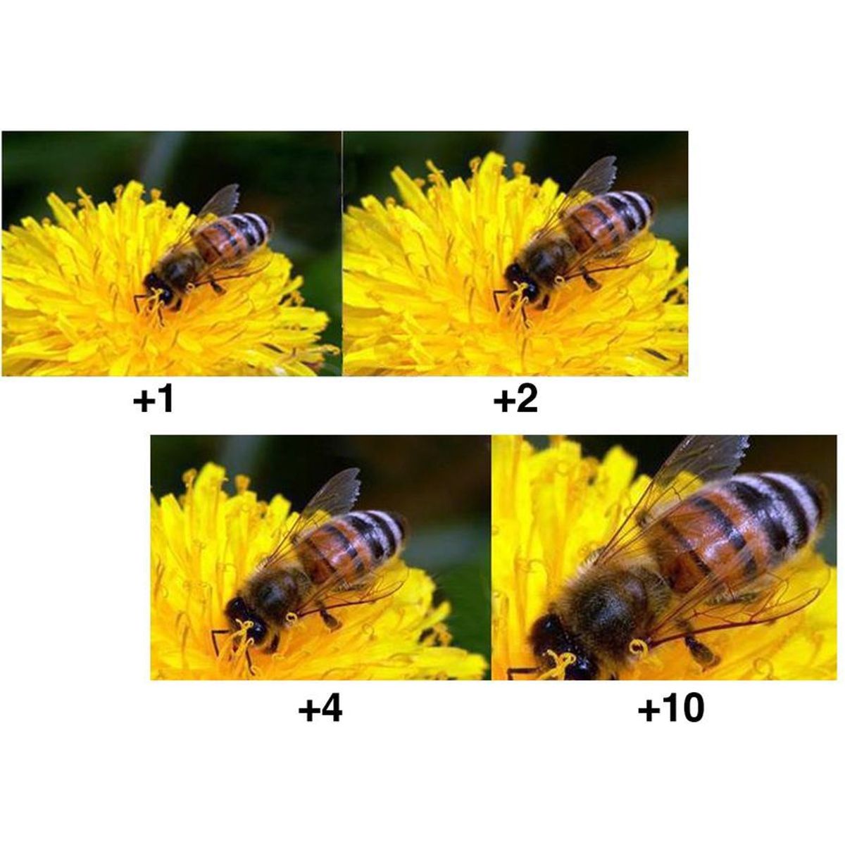 XIT PHOTO - Kit 4 filtros macro close up 55mm para camara sony serie alpha nikon