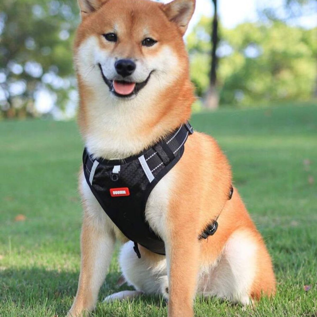 GENERICO - Arnés Para Perros Color Negro Talla L
