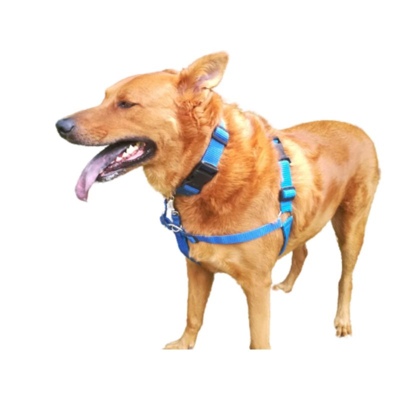 GENERICO - Arnés Antitirones, Collar Y Trailla 120 Cm Talla M Azul