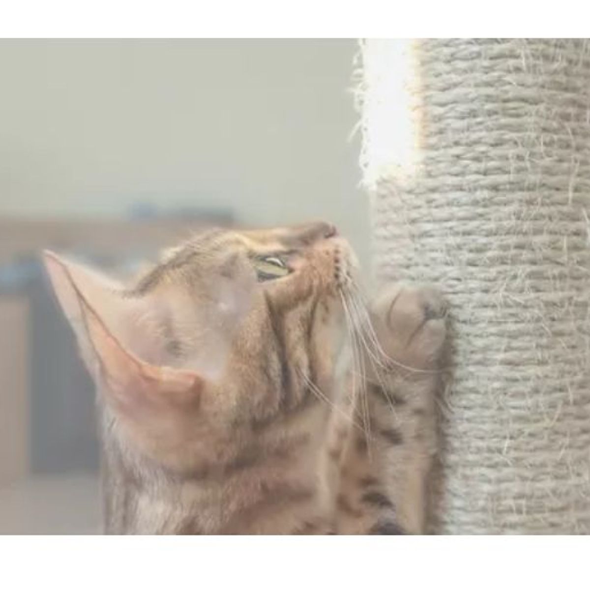 GENERICO - Rollo Cabuya Cuerda Soga Yute Fique Ecologica Rascador Gato