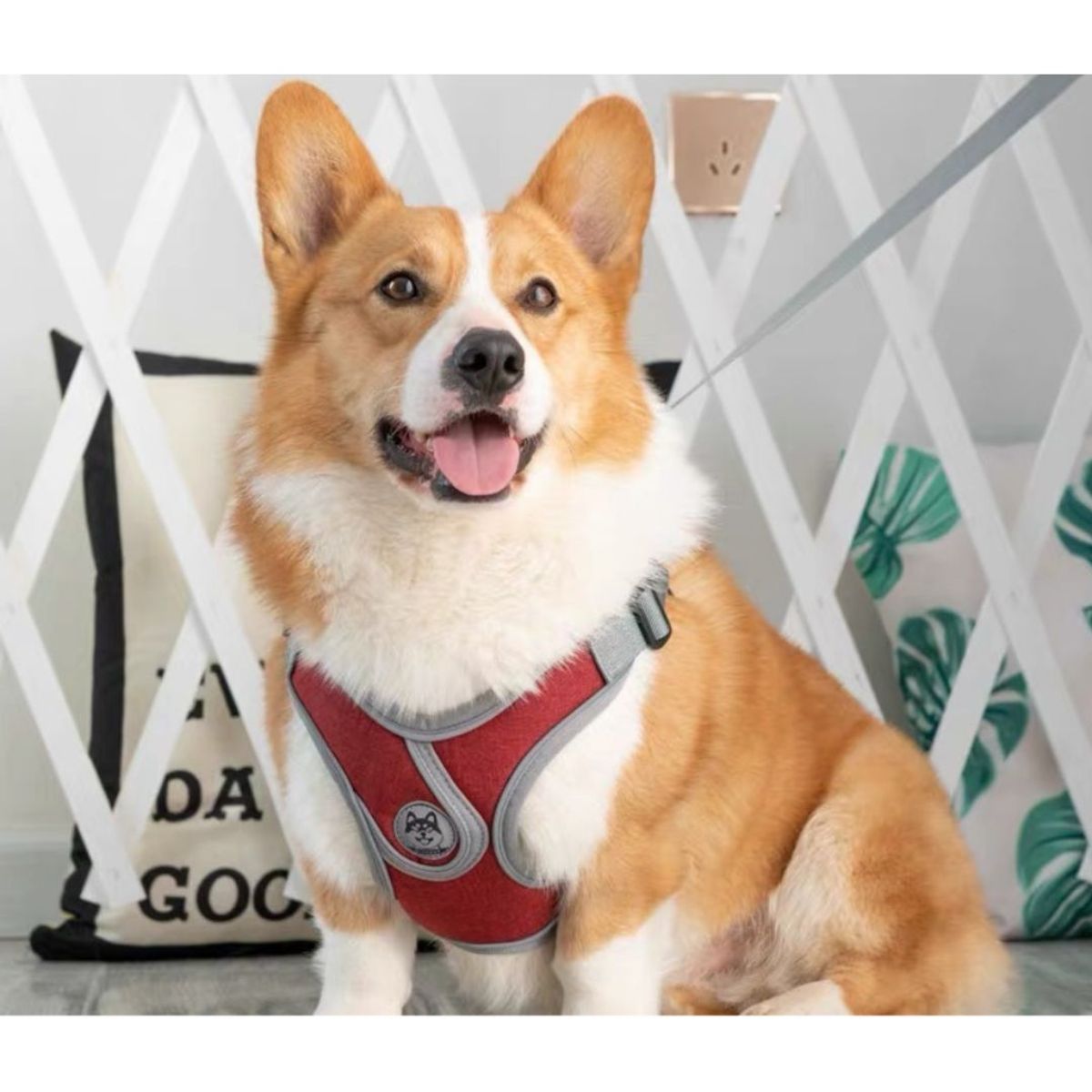 AFM - Pechera con Correa Premium para perros talla L