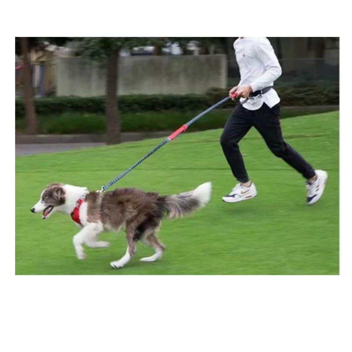 AFM - Correa Manos Libres Cinturón Para Correr Con Mascotas