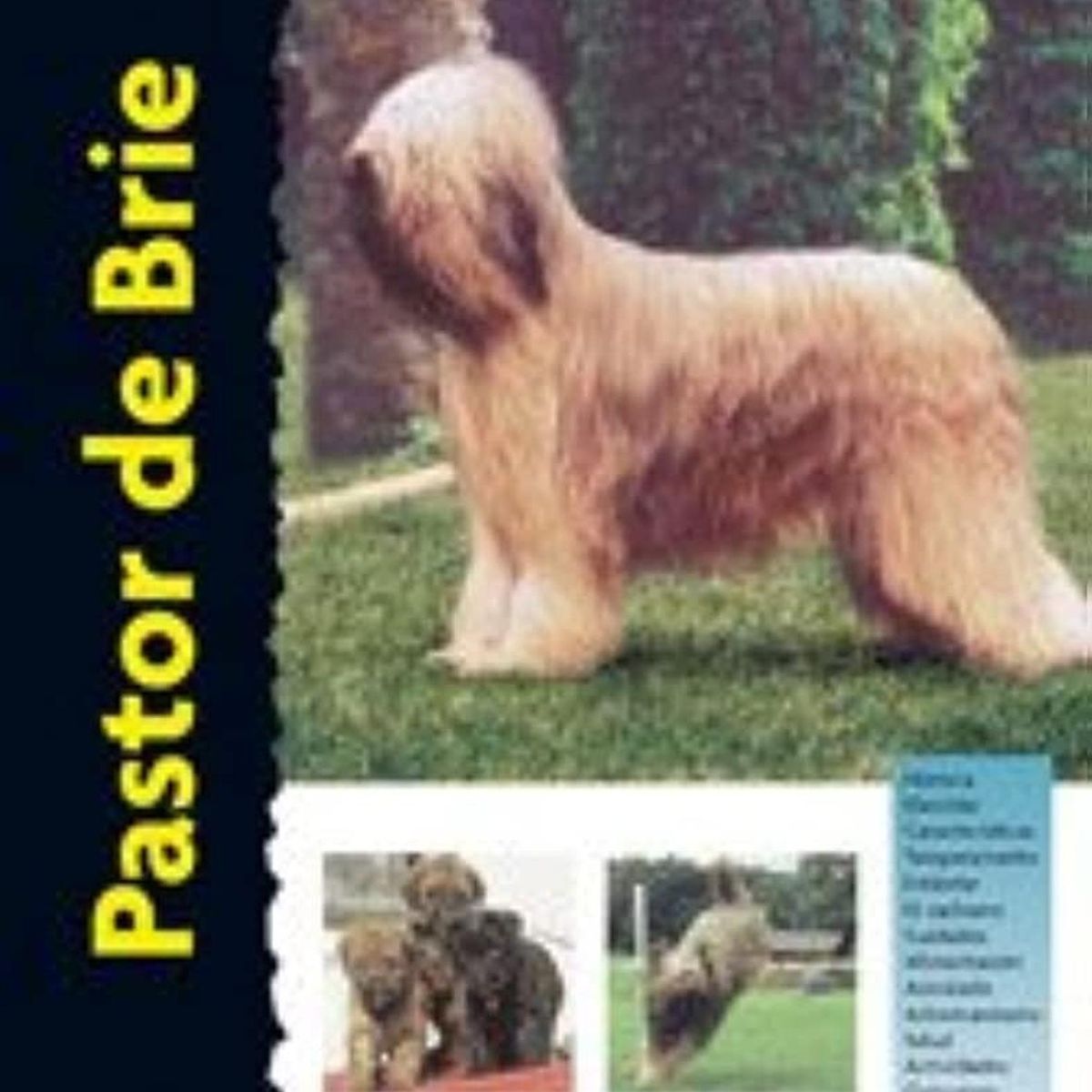 GENERICO - Pastor De Brie. Excellence