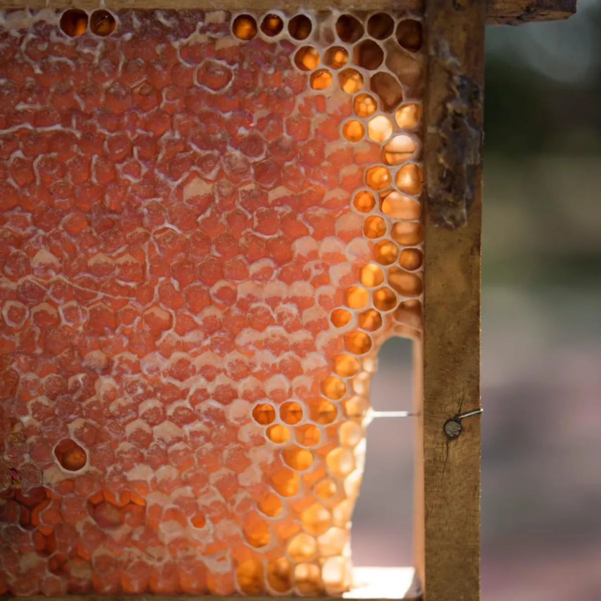 MIA - MIEL DE ABEJAS CON PANAL