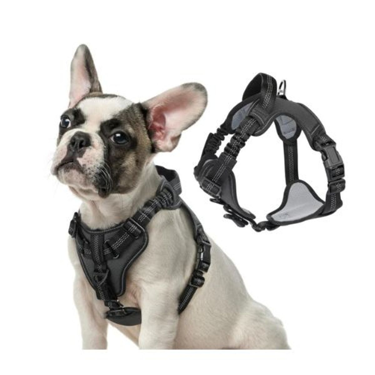 AFM - PECHERA CON ABSORCIÒN DE IMPACTO PARA PERROS TALLA M