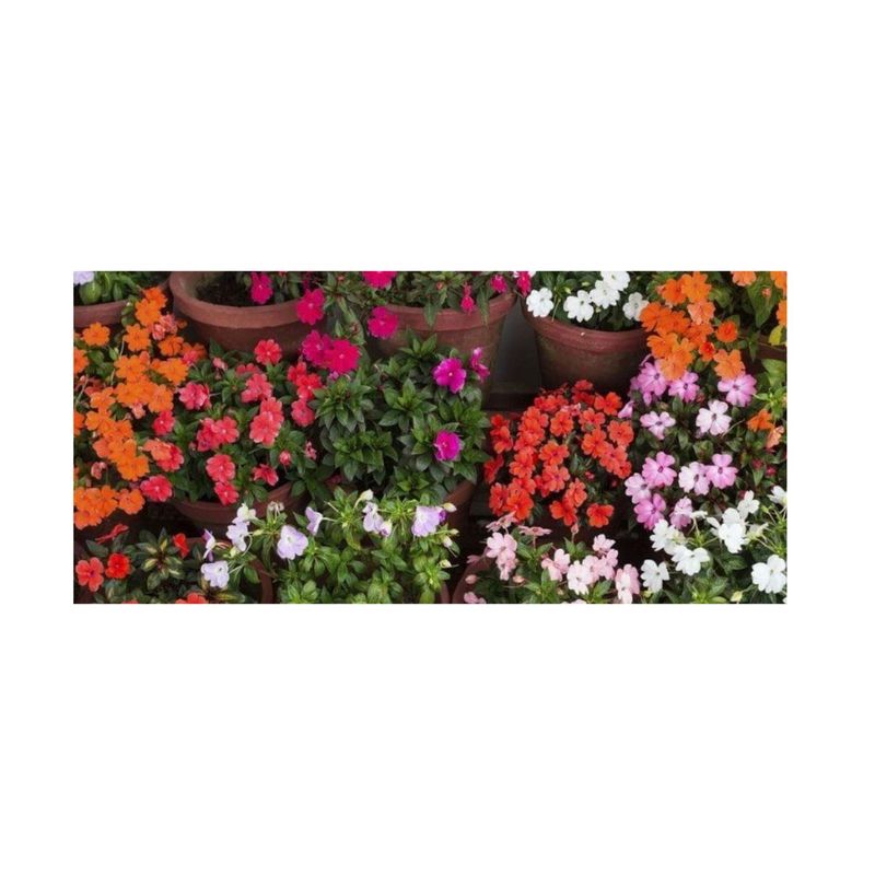 GENERICO - Semillas Besitos Impacientes Flores Jardin Decoración