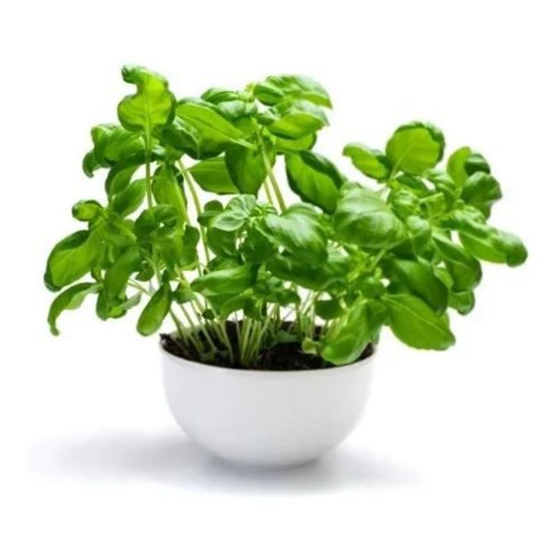 GENERICO - Semillas Lechuga Lisa White Boston Cultivo Huerrta Siembra Casa Hogar