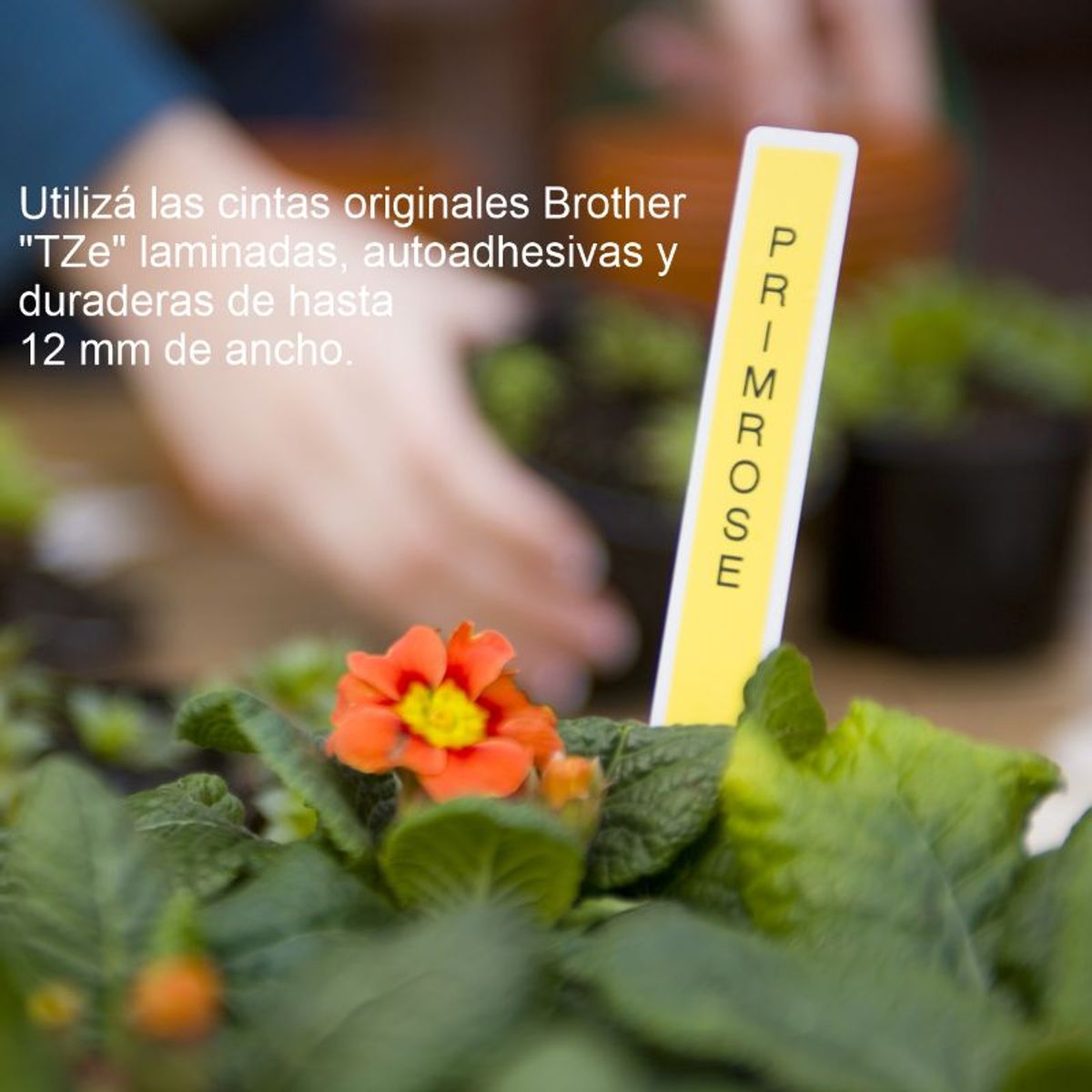 BROTHER - Impresora Rotuladora Electrónica Etiquetas  Brother PT-H110