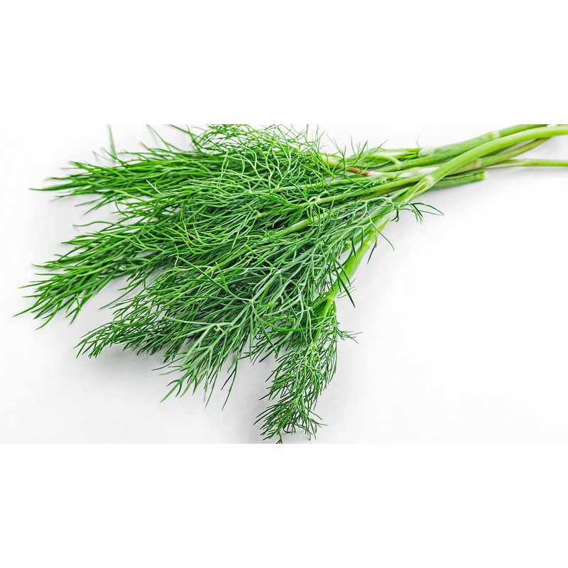 GENERICO - Semillas Hinojo Jardin Cultivo Planta Aromatica