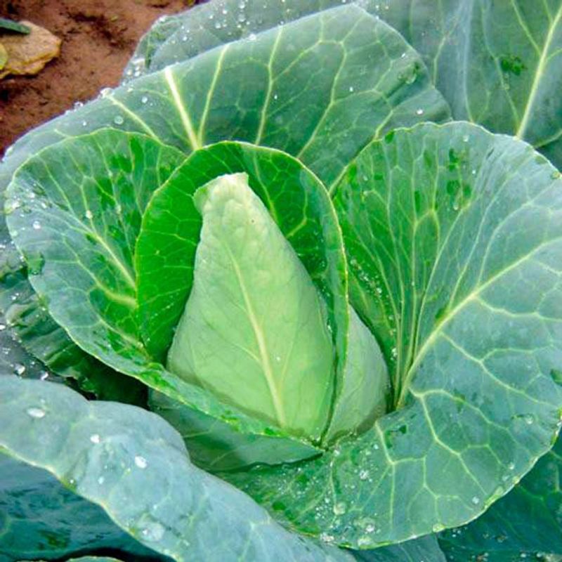 GENERICO - Semillas Repollo Corazon De Buey Cultivo Culinario Jardin